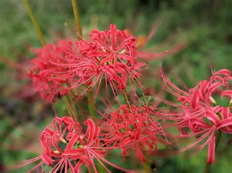 彼岸花日文|曼珠沙華(彼岸花)の咲く時期や別名！花言葉や俳句の。